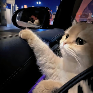 黄色在线观看网址
